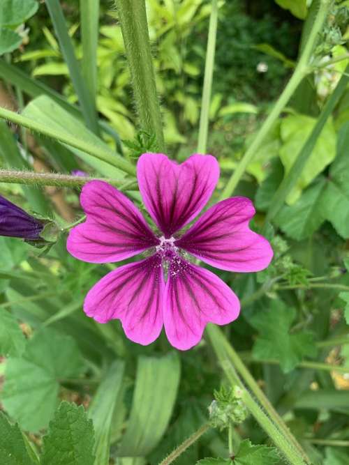 Hamanasu Sea Of Flowers Herb Flower