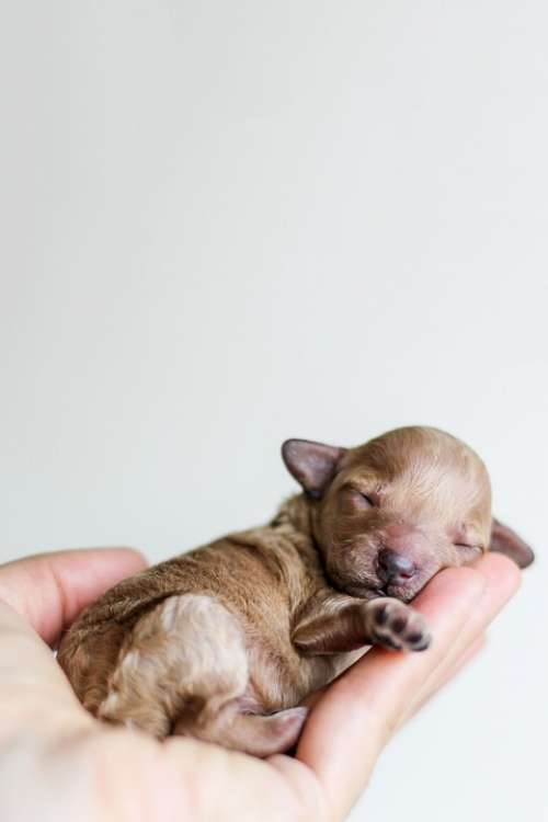Hand Palm Puppy Dog Pet Sleeping Cute Wallpaper