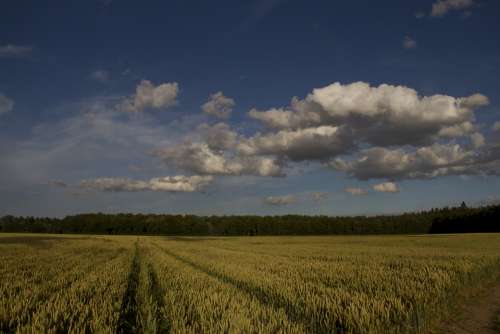 Harvest Field Agriculture Grain Landscape Sky