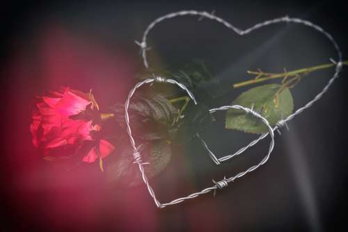 Heart Love Romance Relationship Connectedness