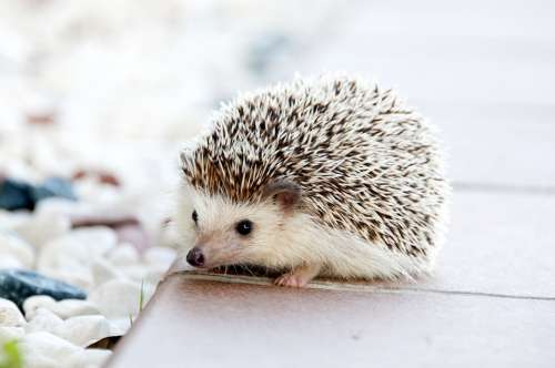 Hedgehog Animal Baby Cute Small Pet