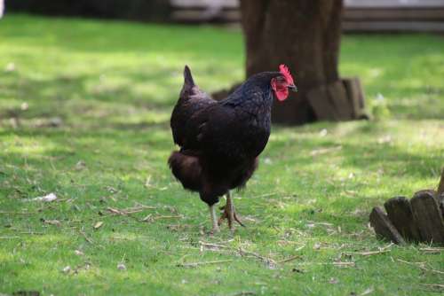 Hen Gallinacées Poultry Backyard Animal Crete