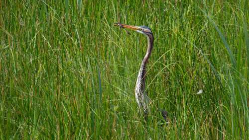 Heron Purple Frog Eat Bird