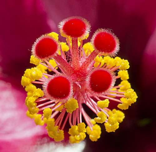 Hibiscus Pestle Flower Nature Red Pollen Supplies