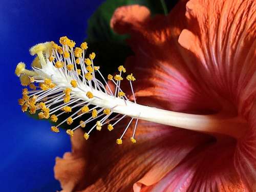 Hibiscus Flower Orange Flower Pistils Garden