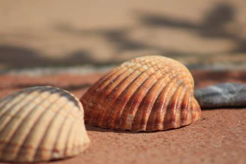 Hiszpania Muszla Lato Spain Shells Summer