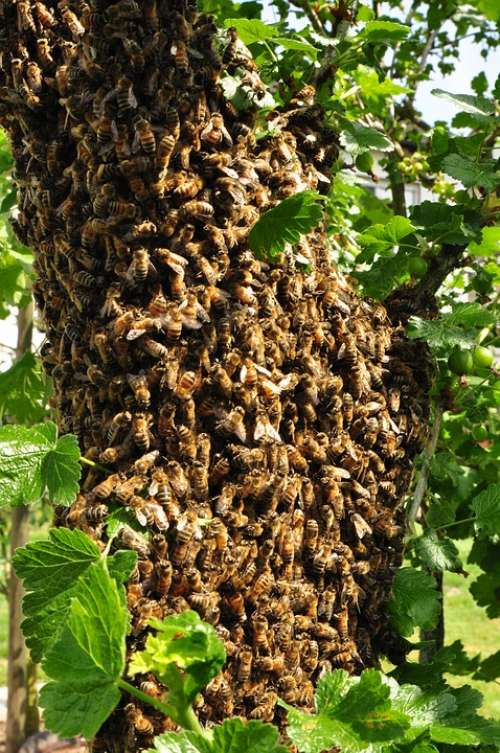 Honey Bee Pollen Nature Nectar Beehive Beekeeping