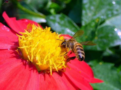 Honey Bee Bee Honey Insect Nectar Pollen Animal