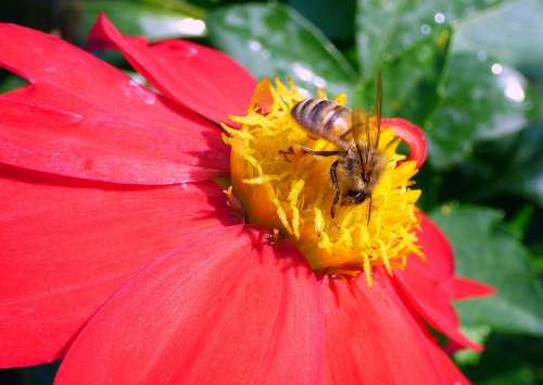 Honey Bee Bee Honey Insect Nectar Pollen Animal