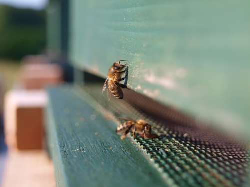 Honey Bee Insect Bee Honey Beehive Nature Pollen