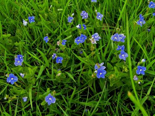 Honorary Award Although Blue Flowers Meadow Blue