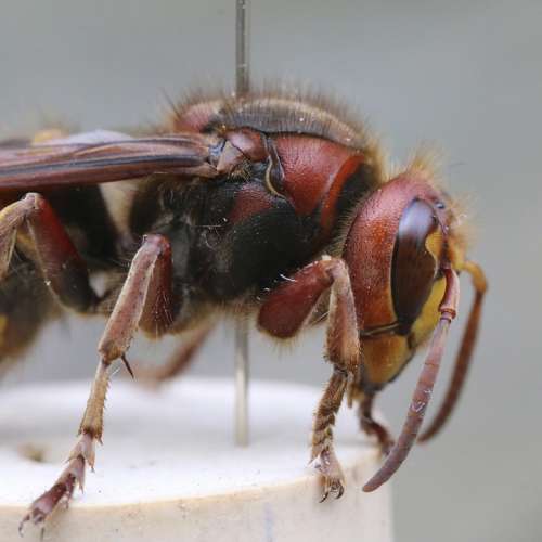 Hornet Hornet European Macro Insect Macrophoto