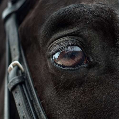 Horse Eye Mirror Reflection Close Up Animal