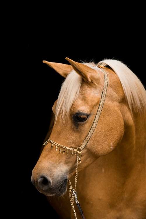 Horse Portrait Mare Halter Animal