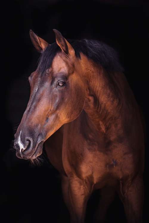 Horse Portrait Animals Mane Dark