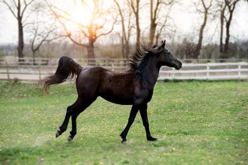 Horse Galloping Nature Equine Freedom Brown Mare