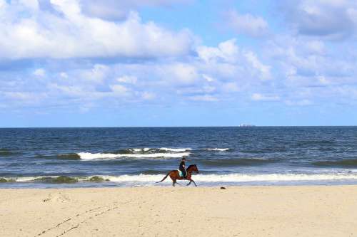 Horse Langeoog Nature Blue Scenic Summer Clouds