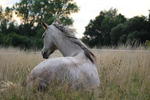 Horse Mold Thoroughbred Arabian Pasture Mane Mare