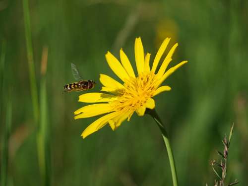 Hoverfly Insect Nature Blossom Bloom Macro Animal