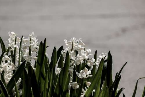 Hyacinth Flower Nature Spring Flowers Deco