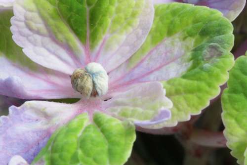Hydrangea Garden Flower Romantic Beauty Close Up