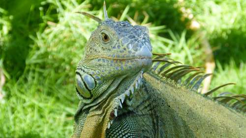 Iguana Animals Lizard Reptile Exotic Dragon