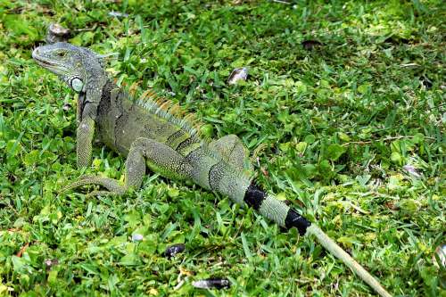 Iguana Lizard Green Closeup Scales Spurs Eyes