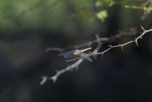 Insect Dragonfly Nature Wing Resting Branch