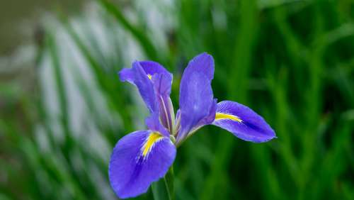 Iris Purple Flower Color Plant