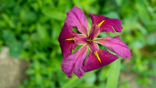 Iris Magenta Flower Color Plant