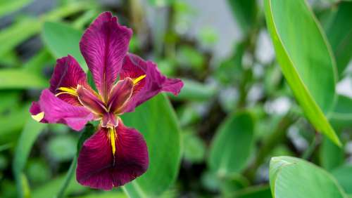 Iris Magenta Flower Color Plant