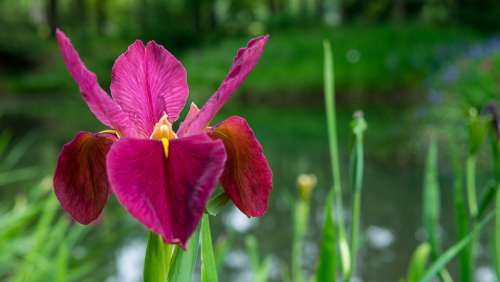 Iris Magenta Flower Color Plant