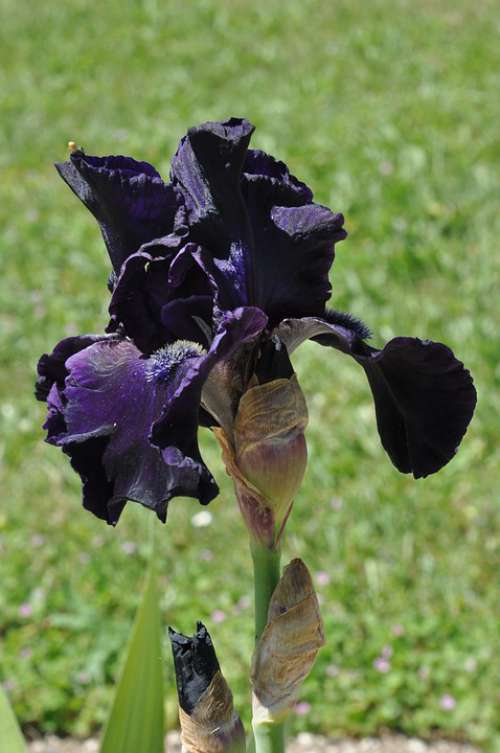 Iris Flower Black Nature