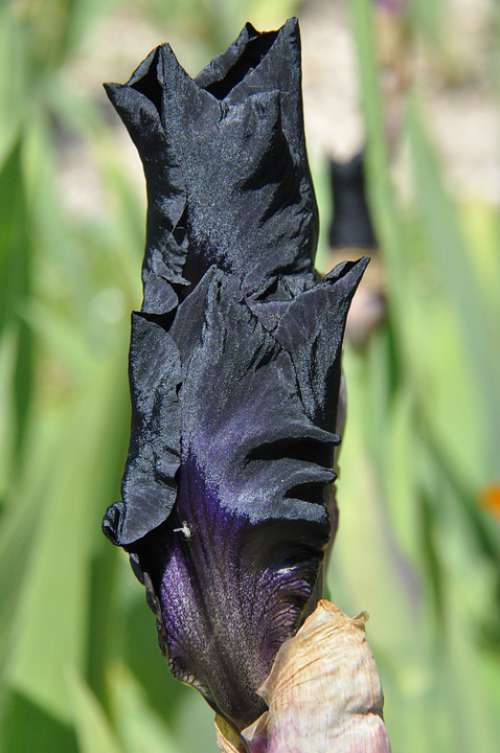 Iris Black Flower Nature