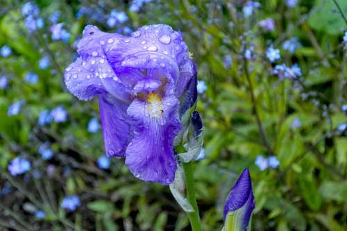 Iris Raindrop Nature Garden Drop Of Water Beaded