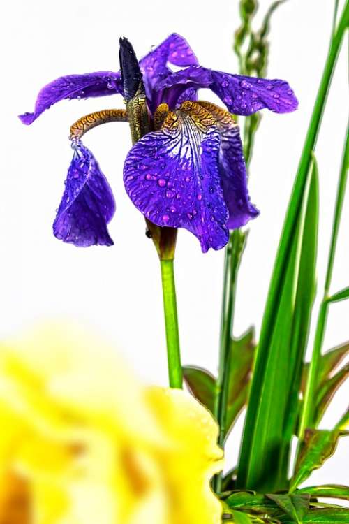 Iris Violet Dwarf Lily Russian Flower Plant