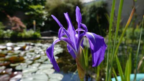 Iris Vijverbloem Purple Purple Lis Flower