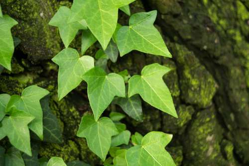 Ivy Hedera Green Foliage Leaf Spring Creeper