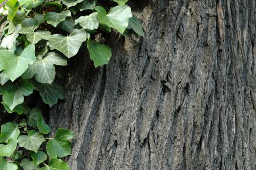 Ivy Tree Tree Bark Bark Green Grey