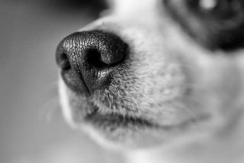 Jack Russel Snout Whiskers Macro Dog