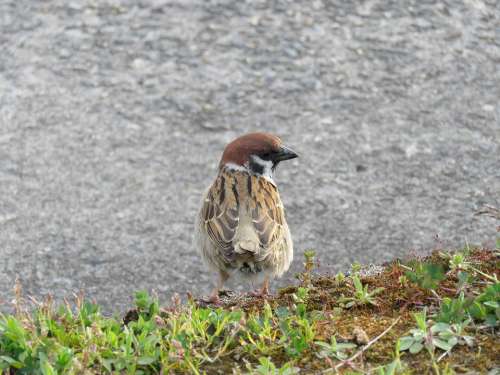Japan Natural Landscape Animal Wild Birds Sparrow