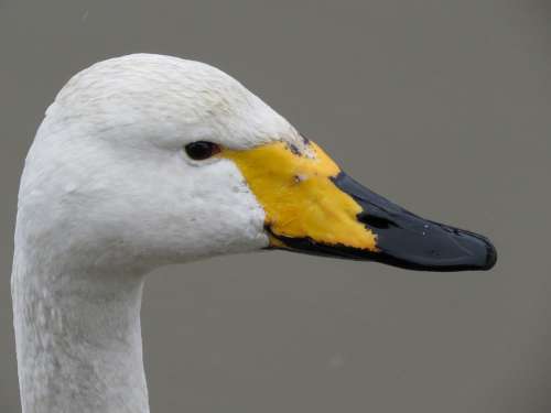 Japan Natural Landscape Animal Wild Birds Swan