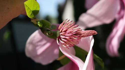 Japanese Magnolia Garden Spring Pink Nature