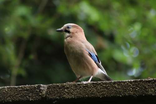 Jay Bird Plumage Songbird Garrulus Glandarius