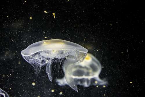 Jellyfish Animal Underwater Close-Up Dark Fish