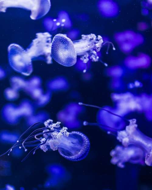 Jellyfish Blue Submarine Sea Animals Nature Water