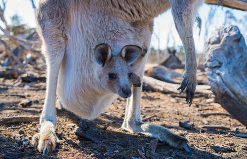 Joey Kangaroo Baby Australia Marsupial Mammal