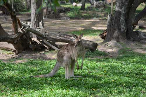 Kangaroo Australia Brisbane Queensland Sanctuary