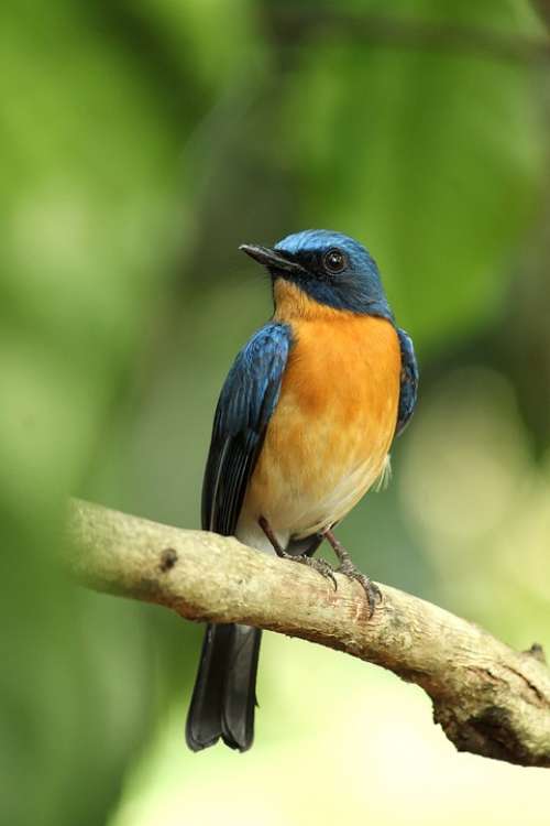 Kerala India Tickell'S Blue Flycatcher Bird