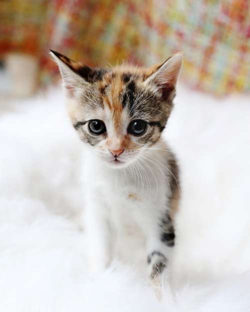 Kitten Cute Cat Animal Fur Pet Domestic Staring